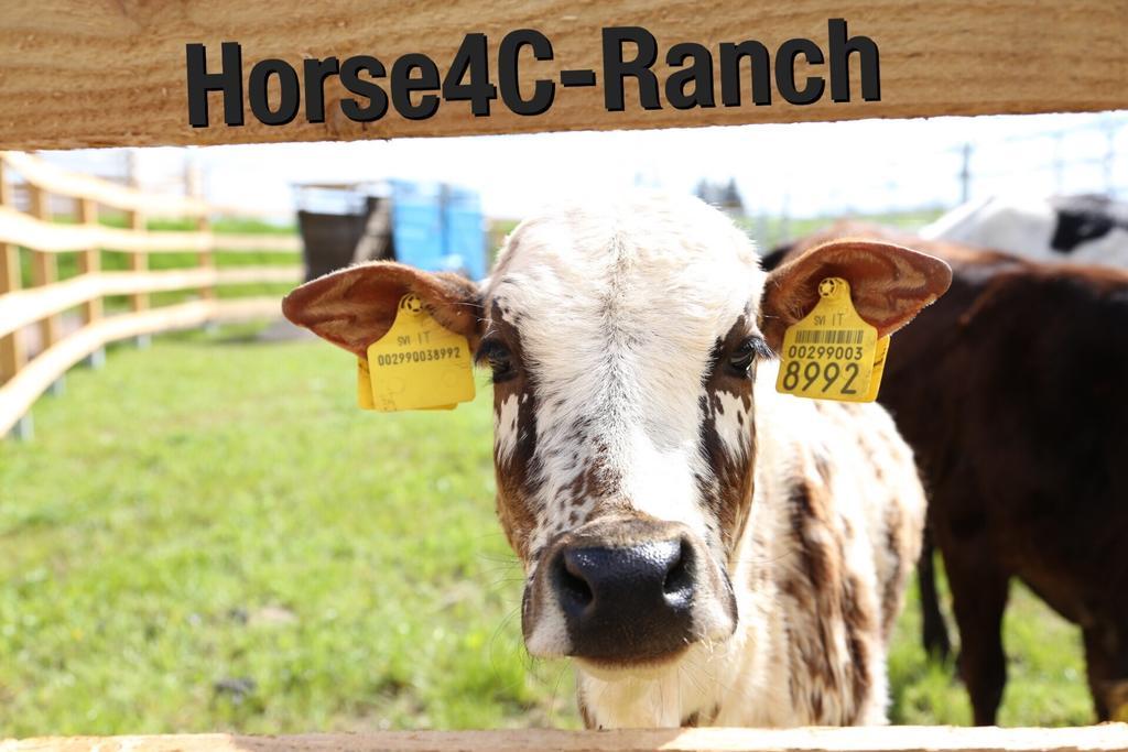4C Horse Ranch Hotel Hainichen Kültér fotó